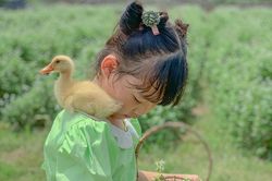 Thú vui mới ở phố: Ấp trứng, nuôi vịt trên ban công, vườn nhà