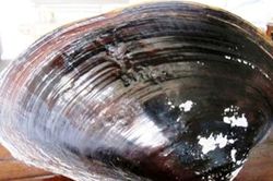 Mò được con trai khủng, sửng sốt phát hiện 'báu vật' bên trong
