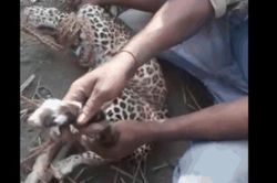 Nhóm người dùng tay không tóm gọn báo hoa mai hung dữ