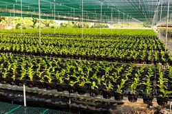 Long An: Trồng những chậu hoa lan dendro siêu phẩm, anh nông dân 8X thu tiền tỷ mỗi năm