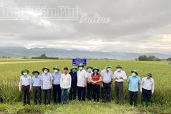 Hội thảo thúc đẩy phát triển sản xuất - tiêu thụ gạo chất lượng cao