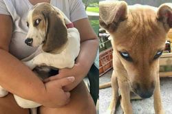 Hết hồn với ánh lườm sắc lẹm của chó cưng, đích thị không phải pet bình thường