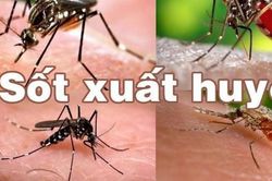 Hơn 49.000 ca sốt xuất huyết, Bộ Y tế yêu cầu vừa đảm bảo chống dịch COVID-19 vừa điều trị sốt xuất huyết