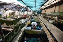 Nuôi loại cá tí hon trong chai phế liệu, lão nông Hà Nội thu về hàng trăm triệu đồng