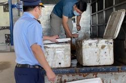 Phú Thọ: Vận chuyển 200 kg nội tạng hôi thối, chủ xe bị phạt… 10 triệu đồng