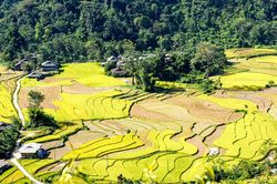 Mùa vàng nơi rẻo cao