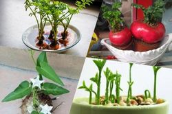 'Ngẩn ngơ' ngắm những loại bonsai rau củ quả cực đẹp