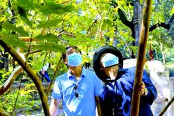 Kỳ lạ cây ổi biết 'cười' ở Xứ Thanh