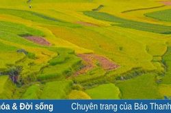Say lòng với Pù Luông mùa lúa chín