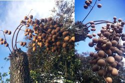 Kỳ lạ cây nhãn không cành lá, 'bất chấp logic' vẫn mọc ra chùm quả trĩu nặng