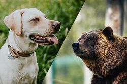 Cặp đôi bị gấu rừng tấn công khi đi dã ngoại, chú chó dũng cảm giúp chủ thoát thân