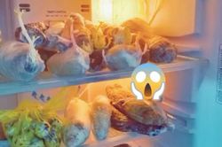 Trở lại phòng trọ sau 3 tháng tránh dịch, cô gái tức tốc mở tủ lạnh kiểm tra và cái kết bất ngờ
