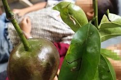 Ăn loại quả chứa độc tố, 1 bé tử vong, 8 bé nhập viện, bác sĩ chỉ ra cách xử trí để cứu trẻ