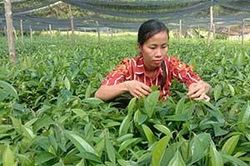 Làm giàu từ ươm giống cây lâm nghiệpTin khácVững vàng trên trận tuyến chống 'giặc lửa'Thông tin về đầu mối liên lạc, ứng trực 24/24 giờ hỗ trợ công dân nước ngoài của Sở Ngoại vụ tỉnh Lạng Sơn