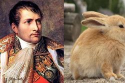 Bách chiến bách thắng, vì sao Napoleon 'thảm bại' trước một đàn thỏ?