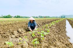 Thúc đẩy sản xuất vụ đông để đáp ứng tốt nhu cầu lương thực, thực phẩm thời điểm cuối năm