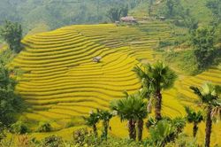 Bắc Hà miền đất yêu thương