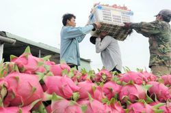 Thanh long Bình Thuận được bảo hộ chỉ dẫn địa lý tại Nhật Bản
