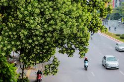 Hà Nội thơ mộng ngợp dưới 'đặc sản' kẻ yêu người ghét mang tên hoa sữa