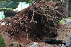 TPHCM: Cây xanh bật gốc đè sập tường rào Thảo Cầm Viên Sài Gòn