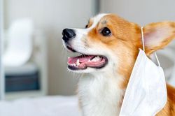 Chó mèo có thể lây nhiễm COVID-19 cho người được không?