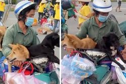 UBND tỉnh Cà Mau ra văn bản yêu cầu báo cáo về sự việc '15 chú chó bị tiêu hủy'
