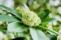 Thu Hà Nội lãng mạn với hoa sữa