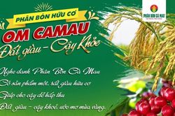 Phân bón Cà Mau hỗ trợ nông dân sử dụng OM Cà Mau