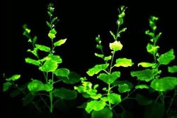 Cây phát sáng sạc lại nhiều lần, liệu có thể?