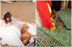 Cảm động cún cưng làm nũng cô chủ ngày lấy chồng gây sốt mạng