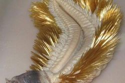 Đang thảnh thơi thu lưới, ngư dân Nhật 'hồn xiêu phách lạc' vì nhìn thấy thứ quái dị bên trong