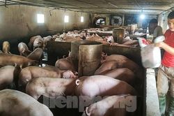 Giá lợn tụt dốc không phanh, cách nào ứng cứu?