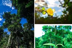 Trải nghiệm hái chè Shan tuyết ở Sín Chải (Điện Biên)
