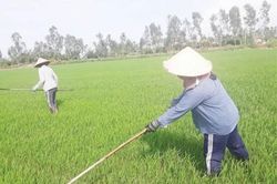 Kinh tế Nông nghiệp - Nông thôn Nhiều giải pháp phát triển sản xuất