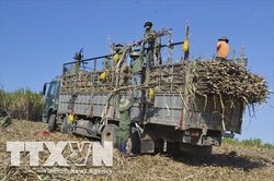 Nâng giá thu mua giúp phục hồi vùng mía nguyên liệu