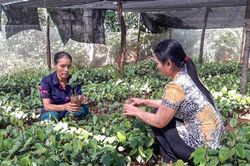 Năng suất hồ tiêu giảm gần 50% so với trung bình nhiều năm