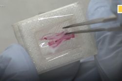 Cận cảnh miếng thịt bò Wagyu đắt nhất thế giới được in bằng công nghệ 3D
