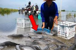 Bắt cá mùa lũ, người đàn ông thu hoạch bất ngờ