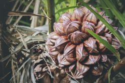 Loại quả 'xấu xí' bị nhiều người xa lánh lại rất được ưa chuộng ở Trung Quốc