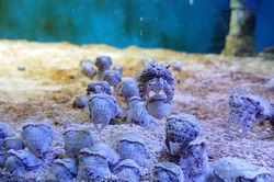 Hình ảnh như 'ngoài hành tinh' của mực nang sơ sinh