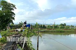 Mô hình nuôi cá sộp cho hiệu quả kinh tế cao