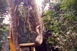 Hãi hùng cảnh con trăn khổng lồ bị bắt bởi máy xúc