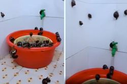 Clip: 'Nổi da gà' trước cảnh tượng 'vượt rào tẩu thoát' trong nhà tắm
