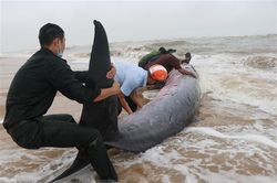 Thừa Thiên-Huế: Nỗ lực cứu cá voi nặng 3 tấn bị sóng đánh dạt vào bờ