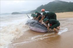 Bộ đội Biên phòng Thừa Thiên - Huế nỗ lực giải cứu cá voi về với biển