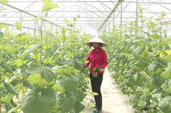 Thu hút 110 dự án đầu tư vào lĩnh vực nông nghiệp