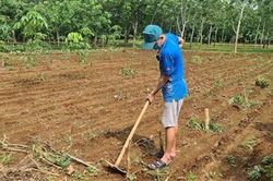 Vĩnh Linh: Đưa giống cao su mới vào sản xuất