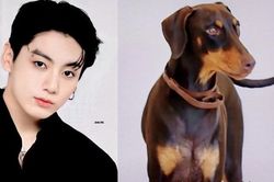 Jungkook BTS được ca ngợi hết lời vì nhân đạo với cún cưng