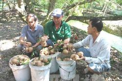 Giá hồng xiêm tại Tiền Giang tăng mạnh, nông dân lãi trên 50%