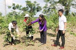 Thành phố Lào Cai: Khảo sát địa điểm thực hiện hỗ trợ giống ổi đợt 2 cho hội viên nông dân.